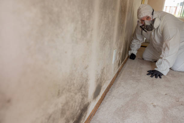 Environmental Consulting for Mold Prevention in Oakville, MO